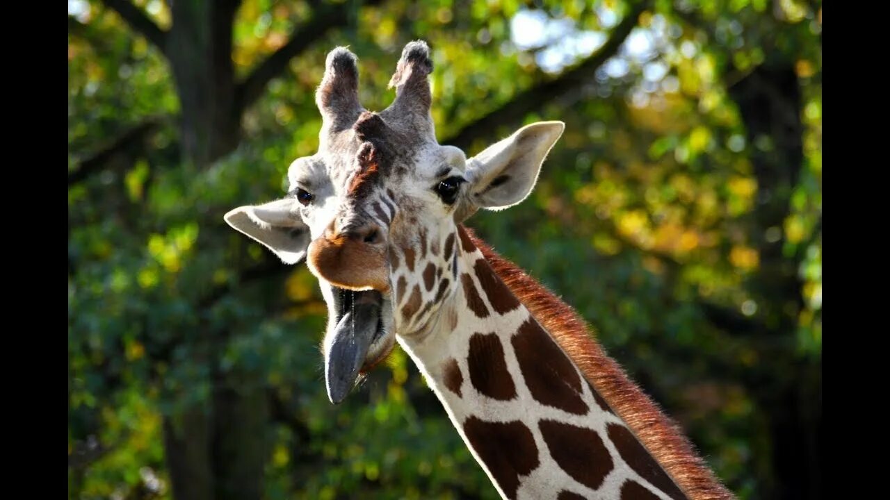 Картинка животных жираф The animal giraffe is the tallest animal all giraffes - YouTube