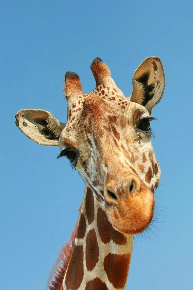 Картинка животных жираф Pin on Journal Giraffe pictures, Animals, Animals wild