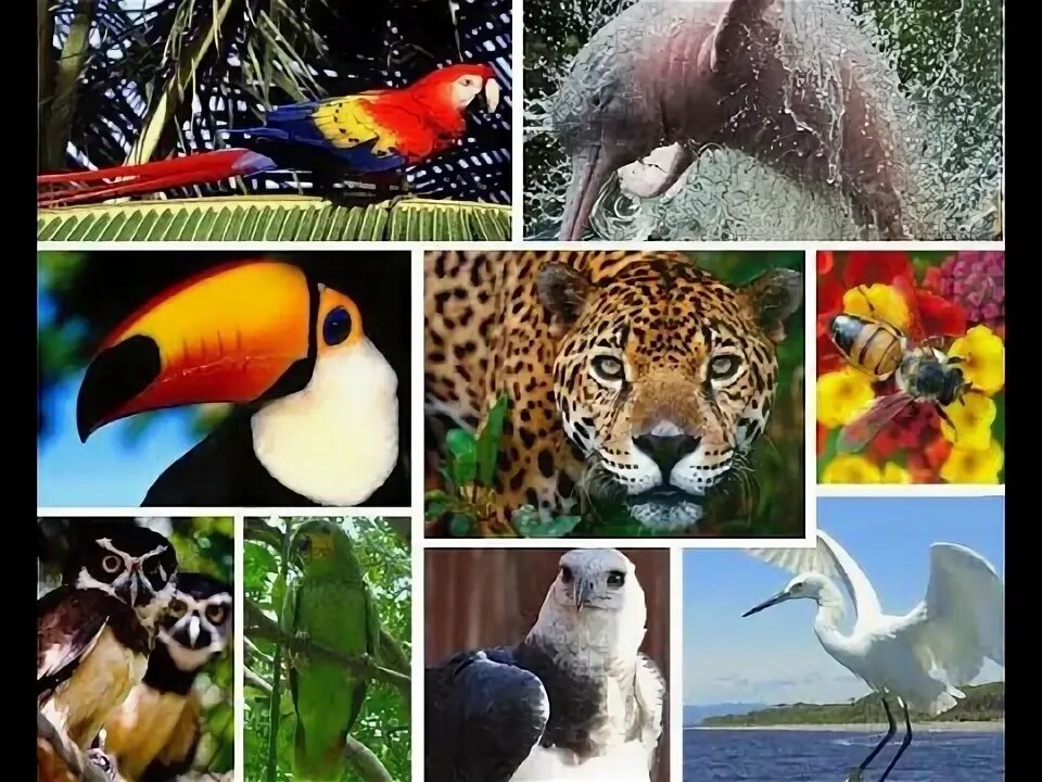 Картинка животный и растительный мир OS ANIMAIS: domésticos e silvestres - terrestres e aquáticos - YouTube