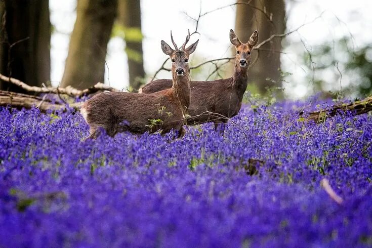 Картинка животный и растительный мир Фотографии животных " FotoRelax Arctic weather, Spring weather, Uk landscapes