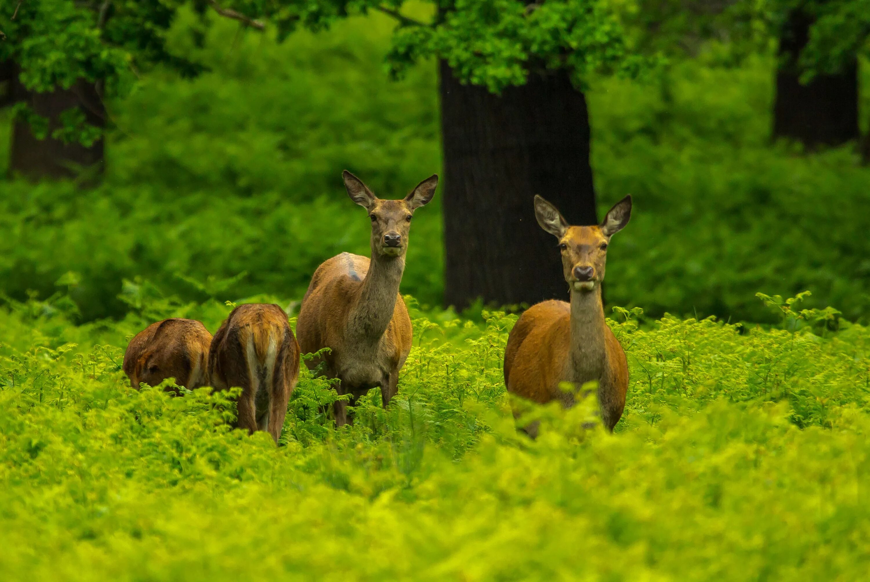 Картинка животный и растительный мир Free Images : nature, forest, grass, meadow, prairie, animal, wildlife, pasture,
