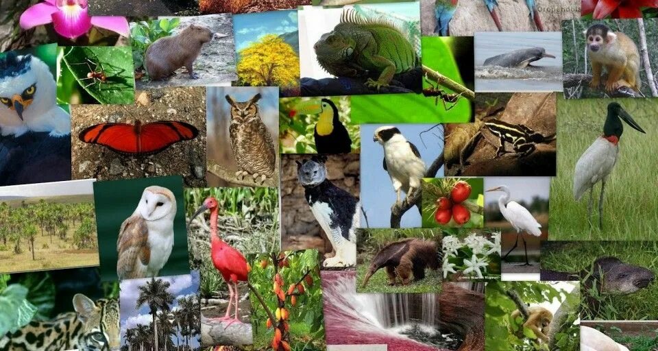 Картинка животный и растительный мир imagenes de la fauna continental collage - Buscar con Google Animales, Crear col