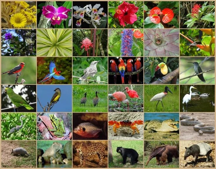 Картинка животный и растительный мир Flora y Fauna de Venezuela Dibujo de flora y fauna, Flora de la selva, Flora de 
