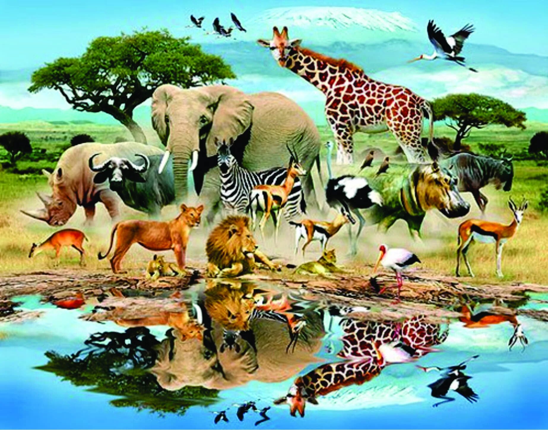 Картинка животный мир для детей Os animais são nossos bens preciosos e devemos cuidar de cada um deles, independ