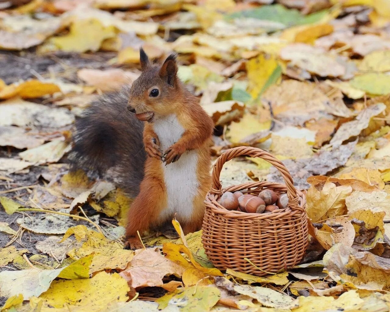 Картинка жизнь животных осенью download.php (1280 × 1024) Squirrel, Animals, Pet birds