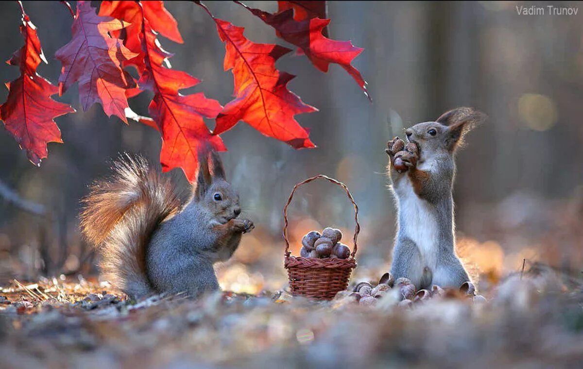 Картинка жизнь животных осенью Twitter Cute animals, Wildlife photography, Pet birds