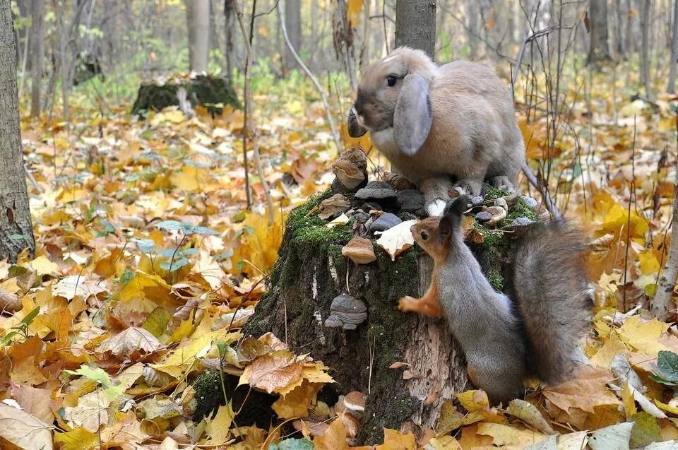 Картинка жизнь животных осенью Favorite images - Yandex.Collections