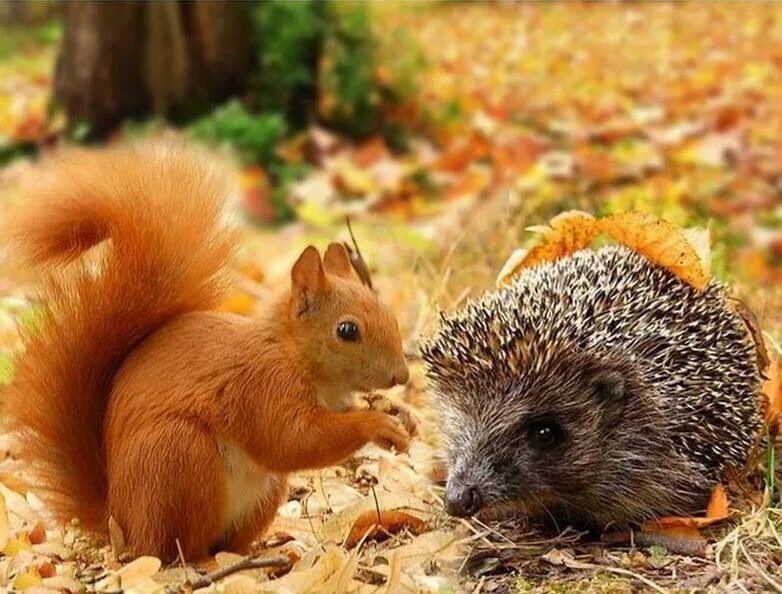 Картинка жизнь животных осенью Pin su Осень Animali, Animali del bosco, Animali carini