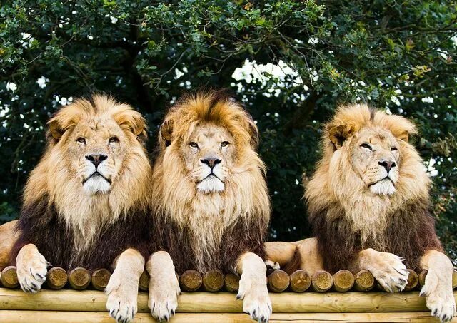 Картинки 3 животных Big cats, Animals, Animals wild