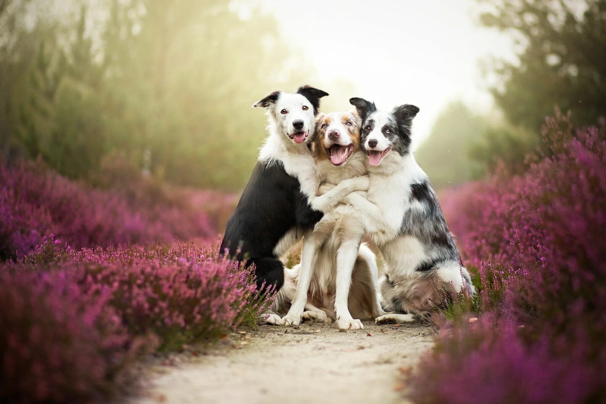 Картинки 3 животных Friends Perro mejor amigo, Imagenes de perros, Fotografias de perros