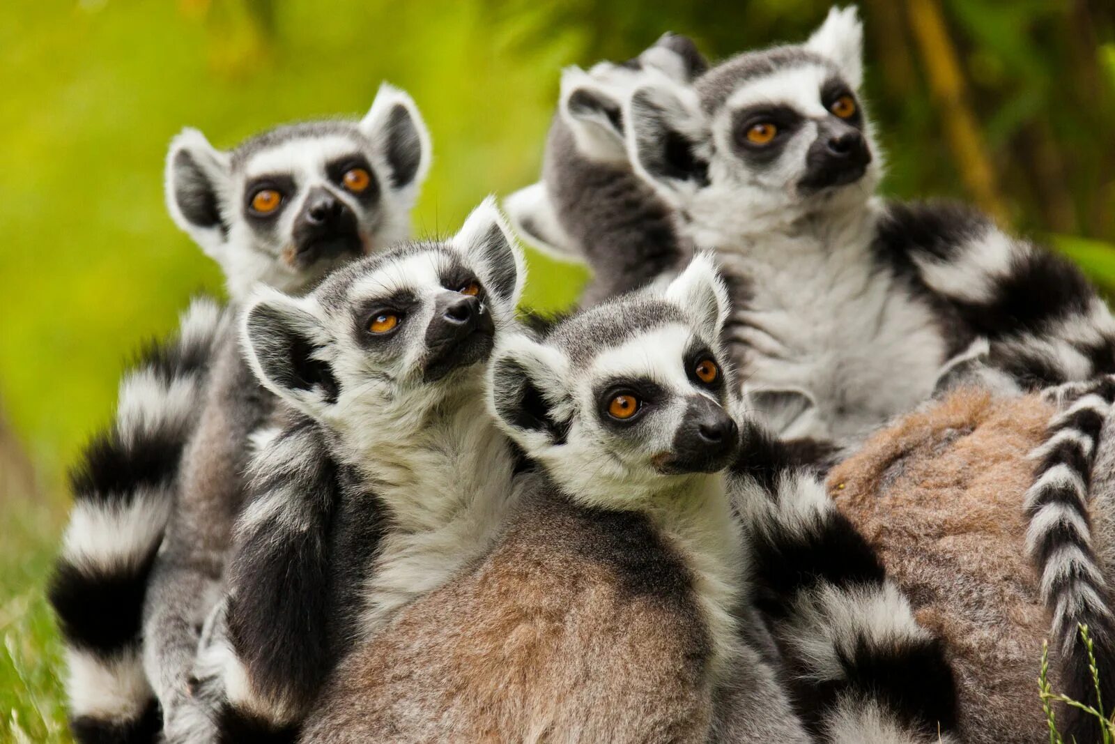 Картинки 4 животных wild animal Animals wild, Animals, Cute animals