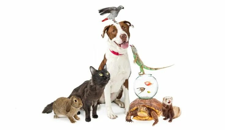 Картинки 6 животных How to Choose the Right Pet for You Pets, All animals images, Dog shedding