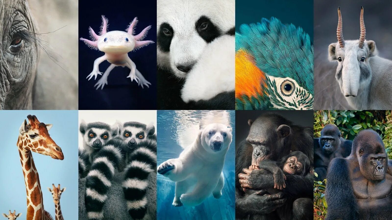 Картинки 6 животных Petition - Endangered Species in the World - United States - Change.org