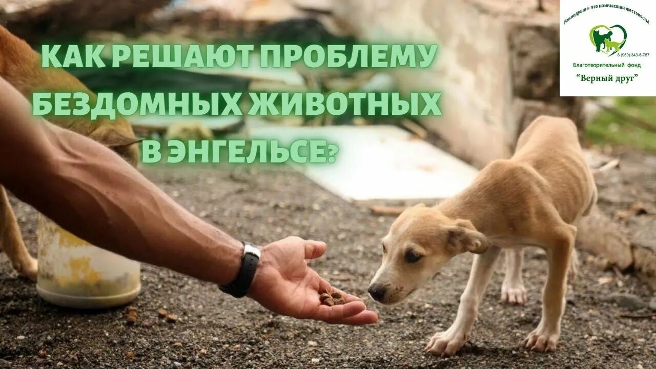 Картинки бездомных животных Как решают проблему бездомных животных в Энгельсе: о деятельности фонда "Верный 