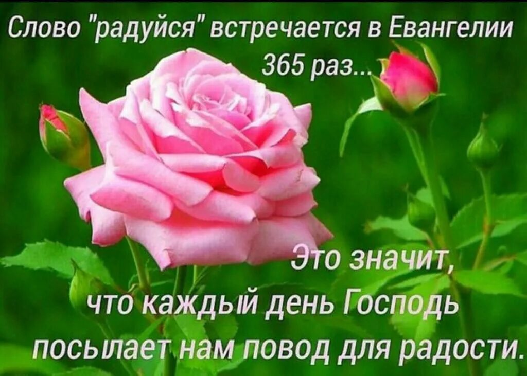 Картинки благословенного дня с пожеланиями хорошего Pin by Lina on Духовность и духовное. Biblical verses, Rose, Verses