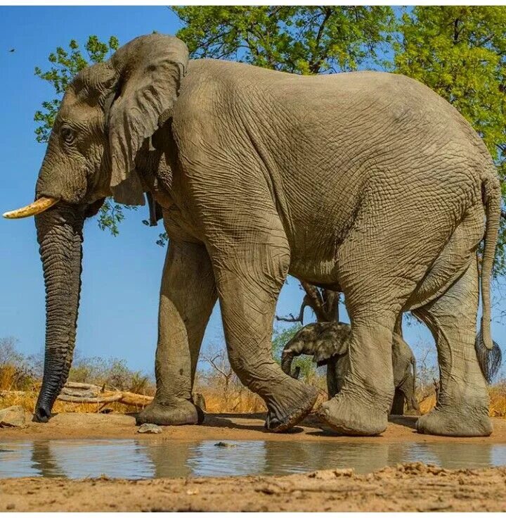 Картинки больших животных Pin von Preston Ligocki auf Animal pics,gifs and videos Elefanten, Elefanten bil