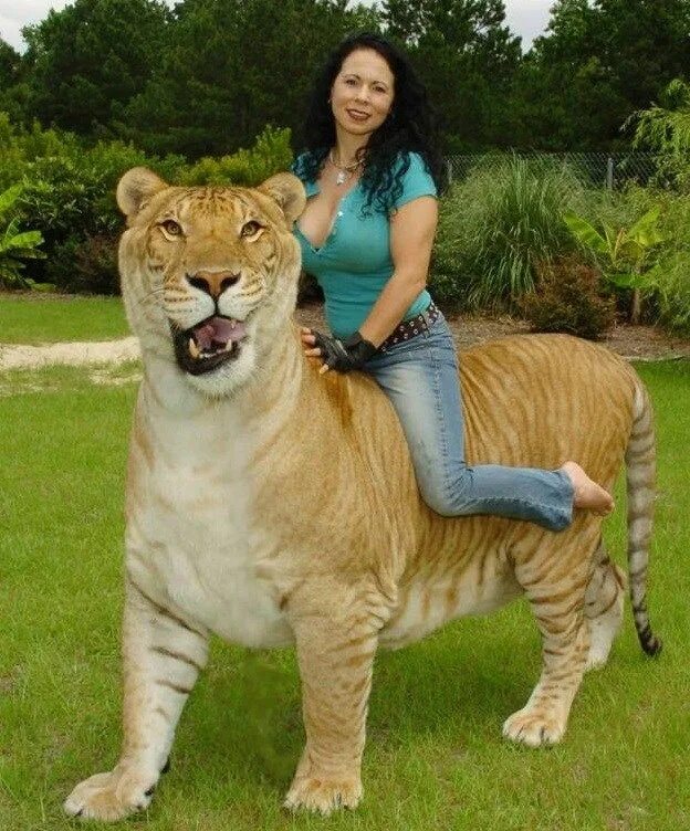 Картинки больших животных в мире Ligre e pumapardo? Conheça melhor os felinos híbridos que existem - Mega Curioso