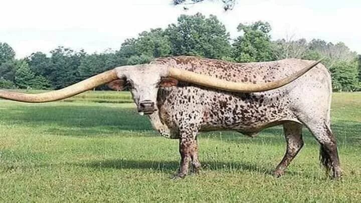 Картинки больших животных в мире Pin by Cheryl Lynn Kiebler on Cow's Graphic's and Photography Board Big animals,