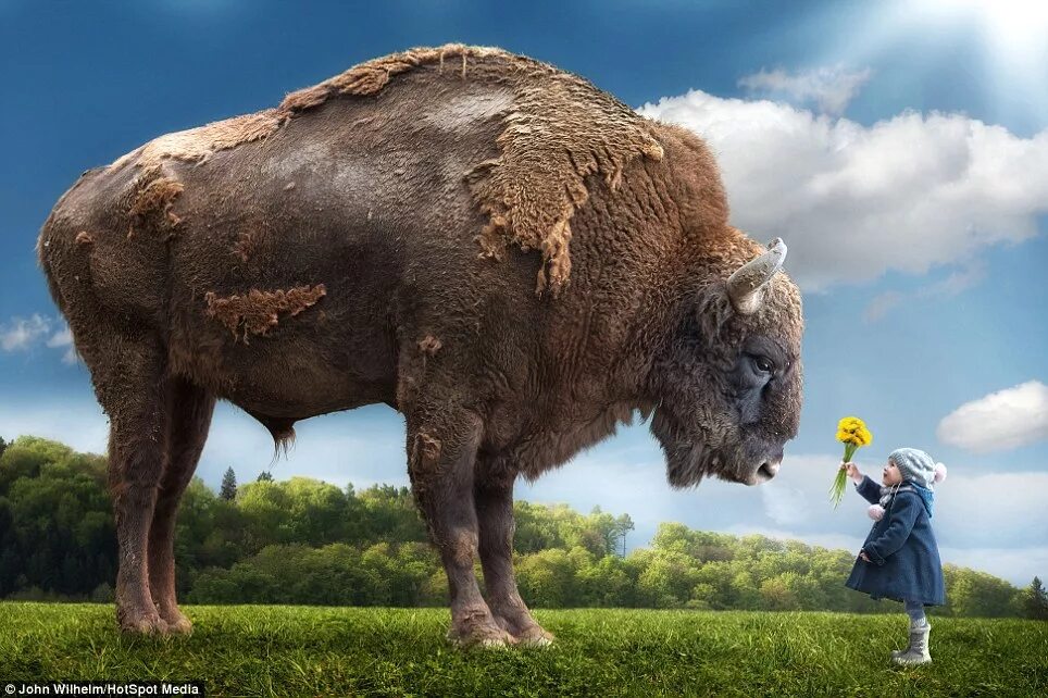 Картинки больших животных в мире IT director turns his wildlife pictures into surreal works of art