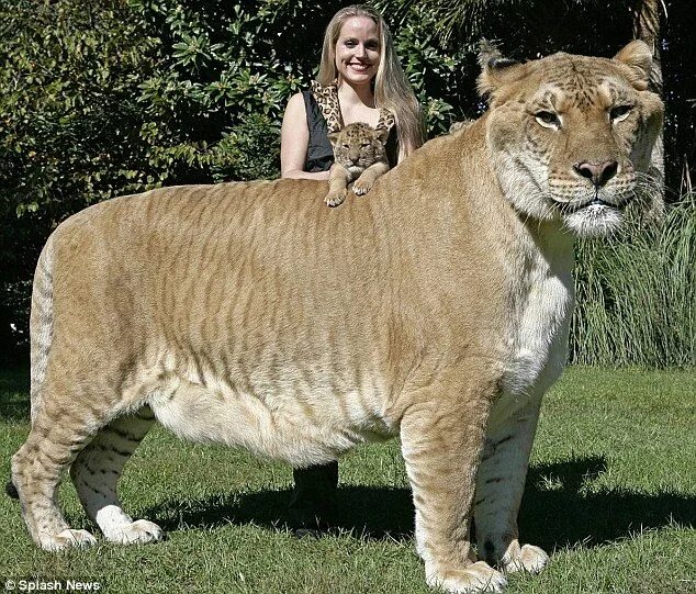 Картинки больших животных в мире Ligers are real and are the largest of the cats.Crossed from a Lion and a Tigres