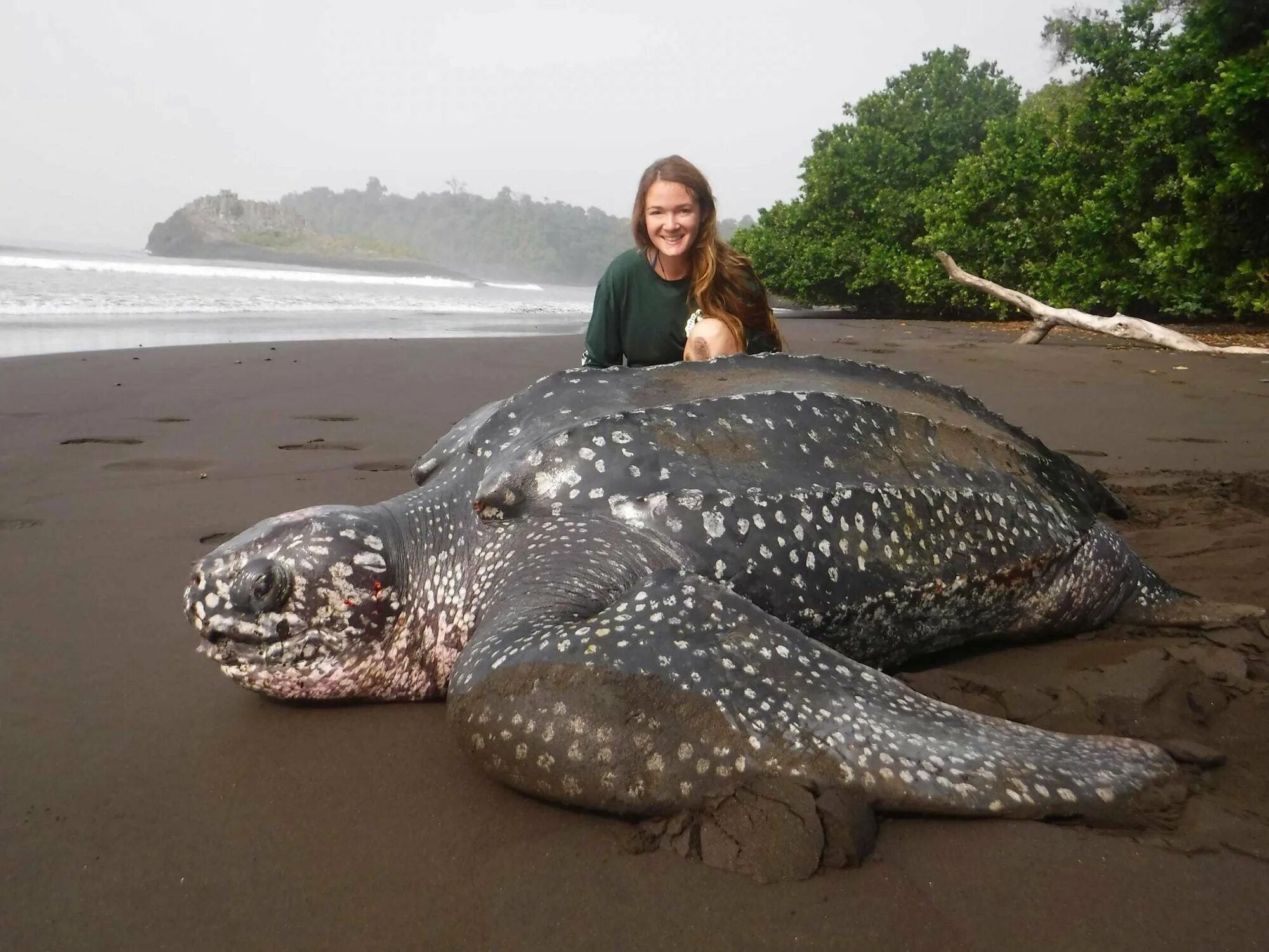 Картинки больших животных в мире Making waves in wildlife conservation - The University of Rhode Island