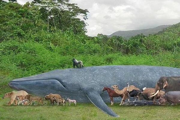 Картинки больших животных в мире Mushrooms, Cockatoos, & Elderly Eels: The World's Oldest & Biggest Things Aren't