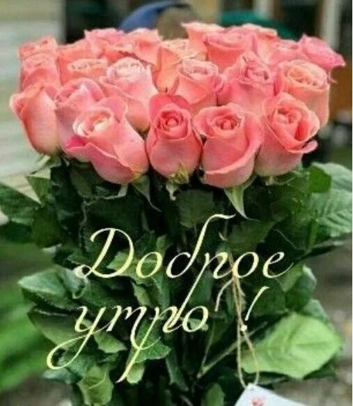 Картинки букеты роз с пожеланием доброго Доброе утро!!! Солнышка, любви и добра!!! 2022 Женский блог LadyLand ВКонтакте