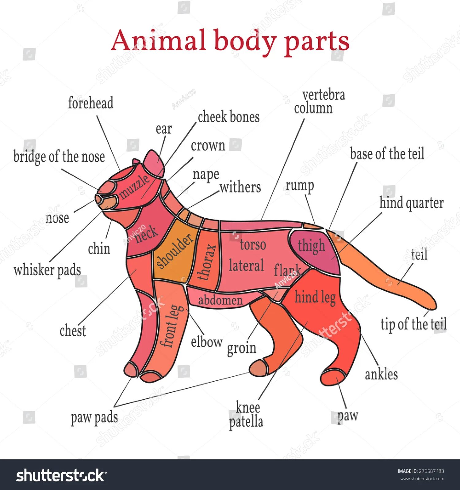 Картинки частей животных Animal body parts: лицензируемые стоковые векторные изображения и векторная граф