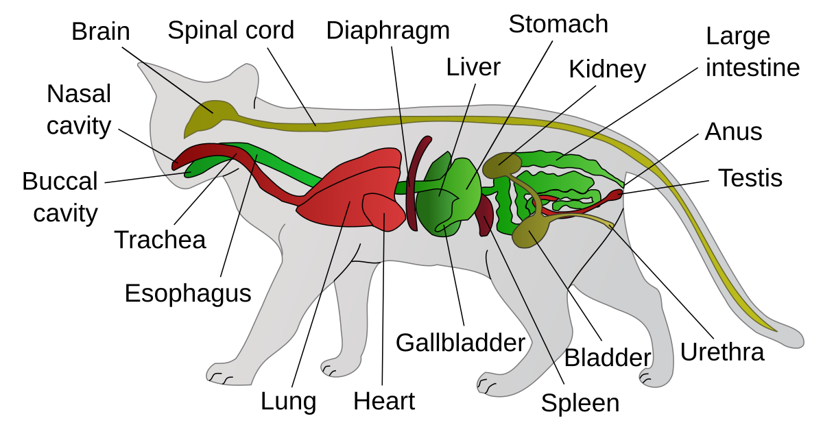 Картинки частей животных Файл:Scheme cat anatomy-en.svg - Википедия