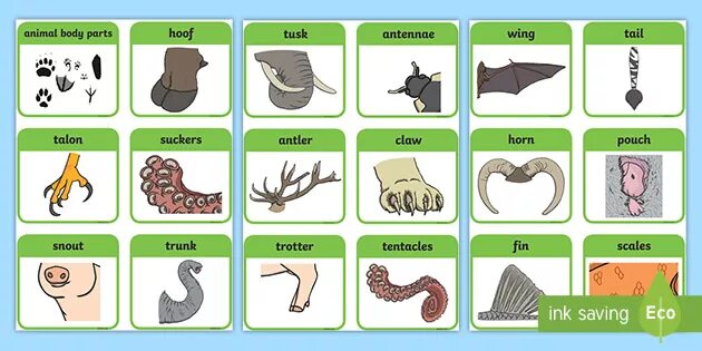 Картинки частей животных Animal Body Parts Flashcards (teacher made) - Twinkl