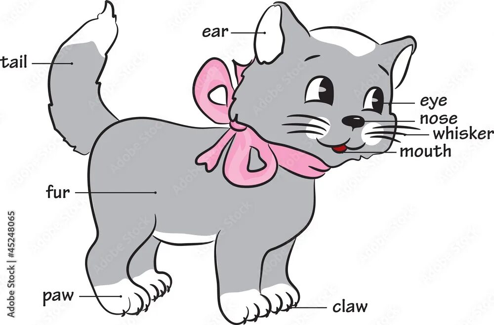 Картинки частей животных A cute cartoon cat.Vocabulary of body parts. Векторный объект Stock Adobe Stock