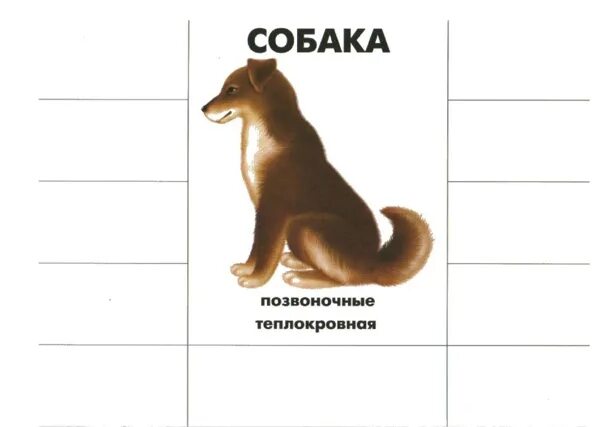 Картинки частей животных Кто как устроен - 15 фотографий ВКонтакте