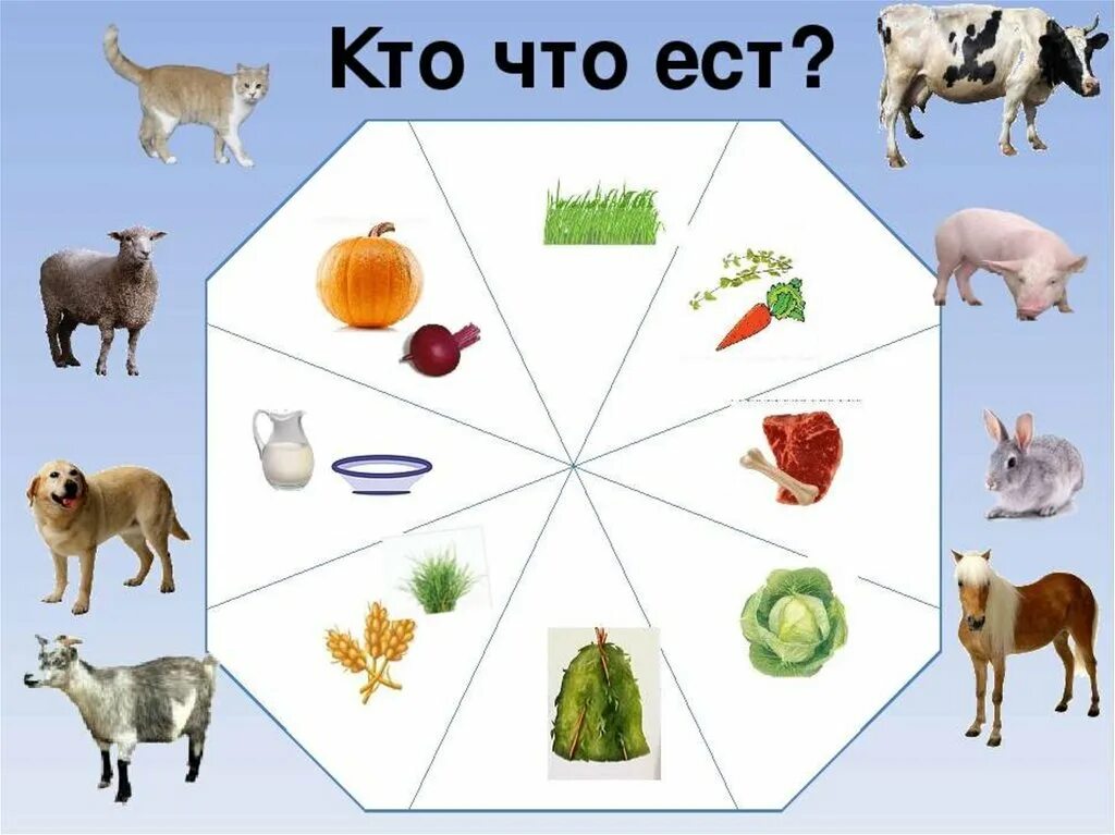 Картинки чем питаются домашние животные Что едят дом животные: найдено 88 изображений