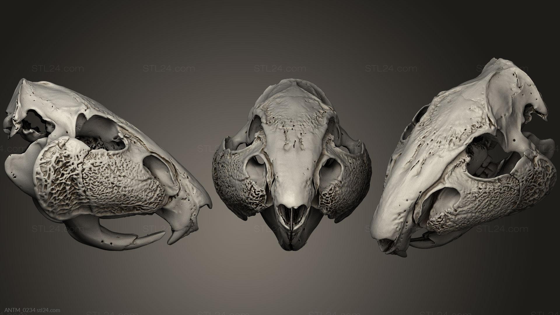 Картинки черепа животного Анатомия скелеты и черепа - 3D модели для ЧПУ станка. STL/OBJ форматы