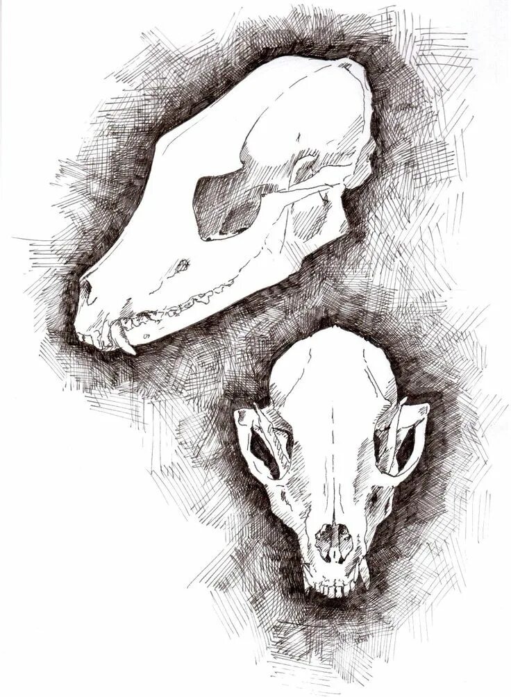 Картинки черепа животного EatSleepDraw * fox skull study. for more, go here! Fox skull, Animal skull tatto