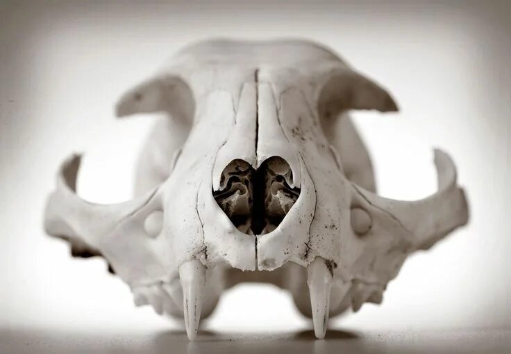 Картинки черепа животного Animal skulls with seamless background Animal skulls, Animal skeletons, Skull
