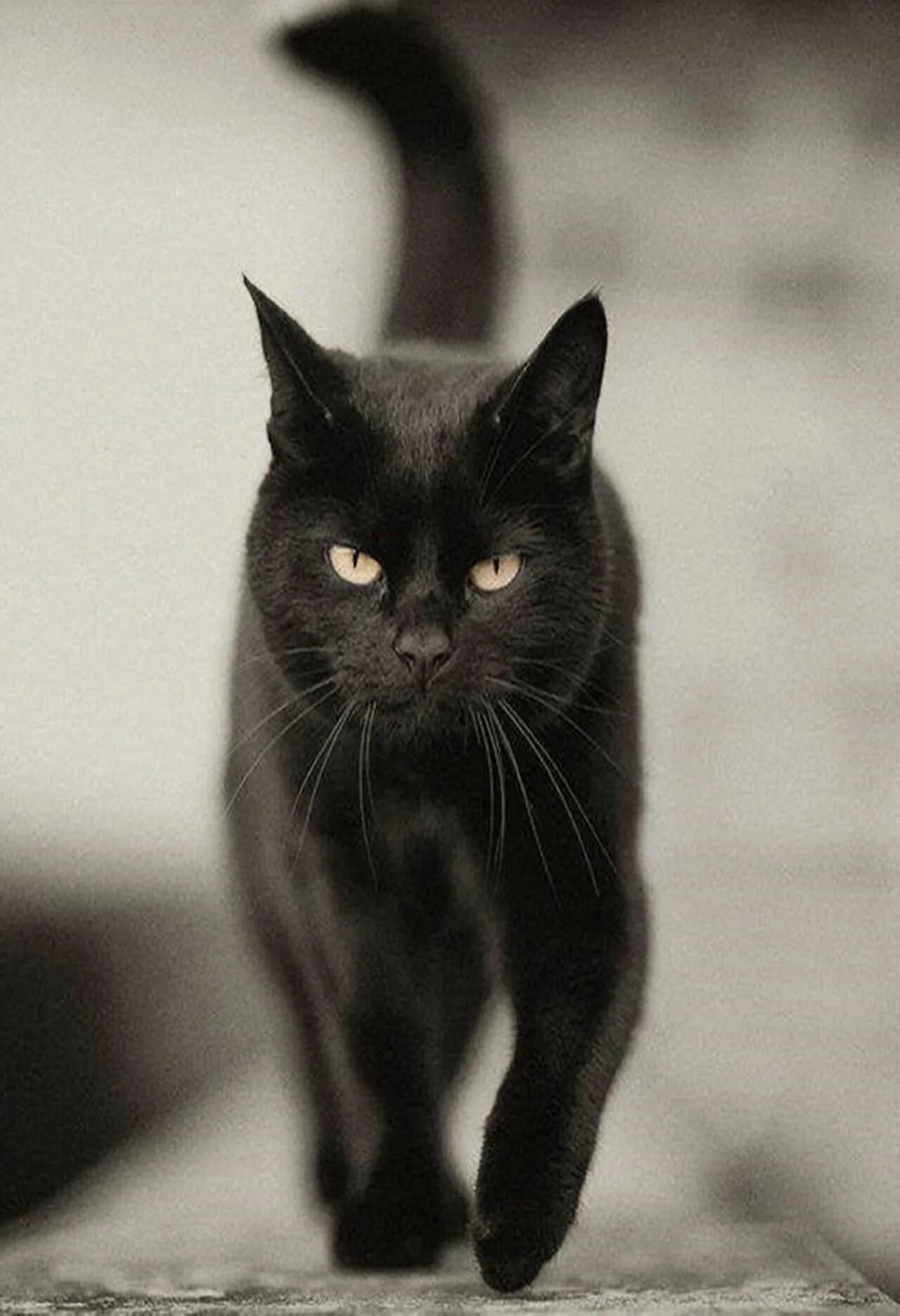 Картинки черных котов фото crescentmoon animalia Cute cats, Cute black cats, Cat photography