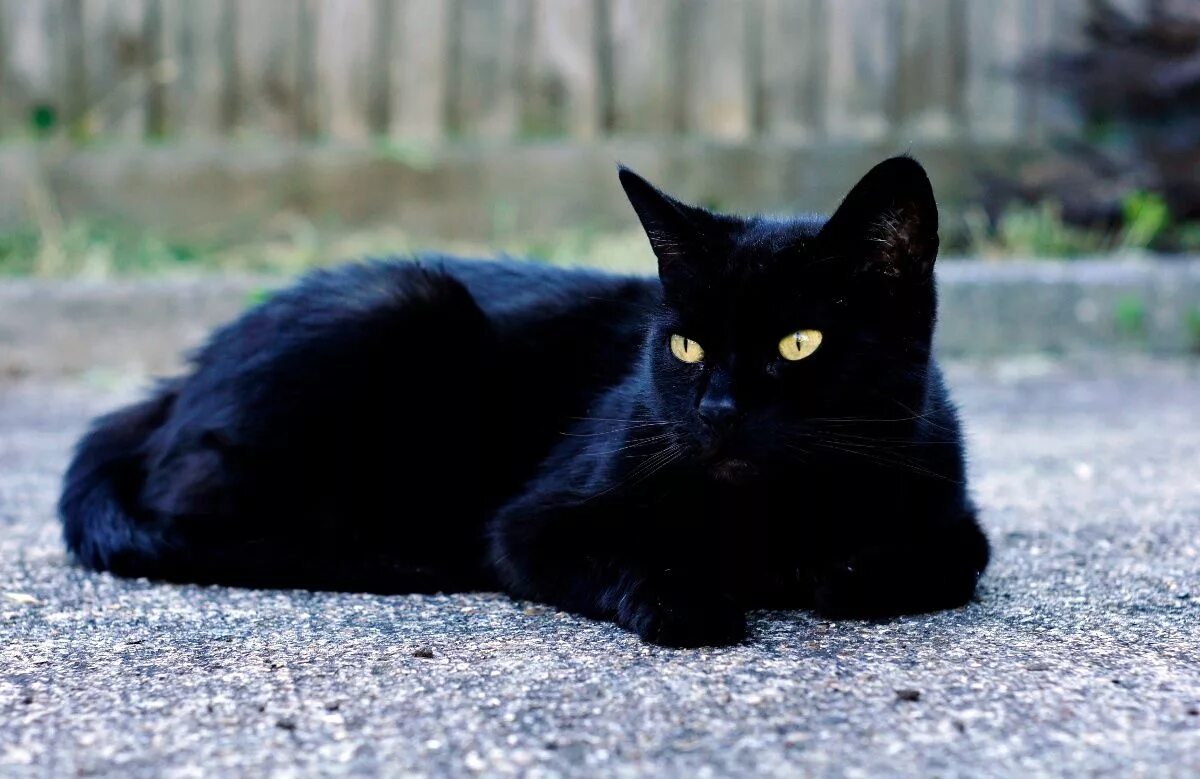 Картинки черных котов фото stumblingoverchaos Cats, Black cat, Black cat pictures