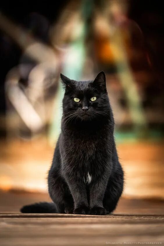 Картинки черных котов фото Pin by schaefdesigns on Katzen Cats, Beautiful cats, Pretty cats