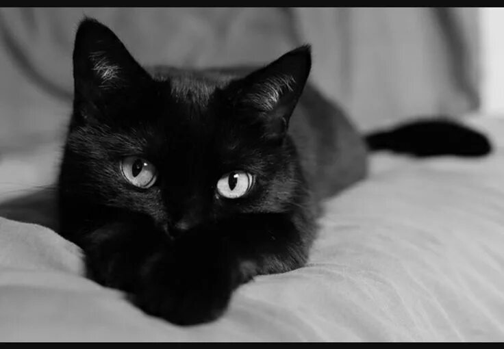 Картинки черных котов фото Adorable American shorthair cat, Black cats rock, Cute cats