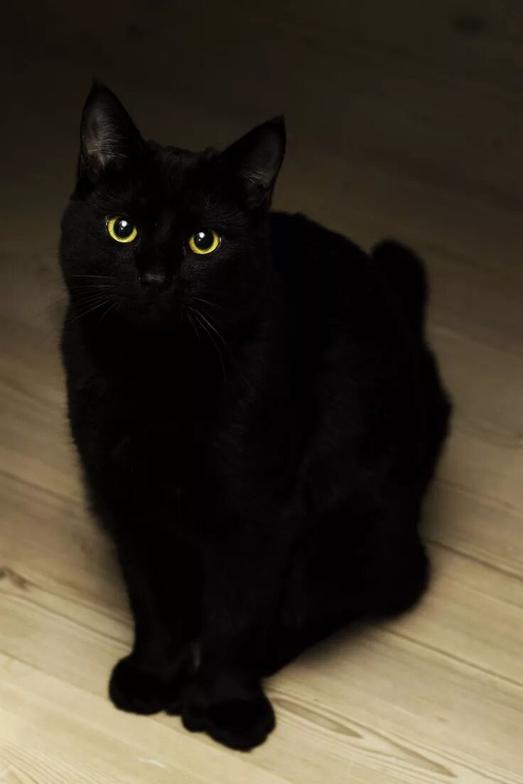Картинки черных котов фото My friends black mitten cat Black cat, Cats, Cat love