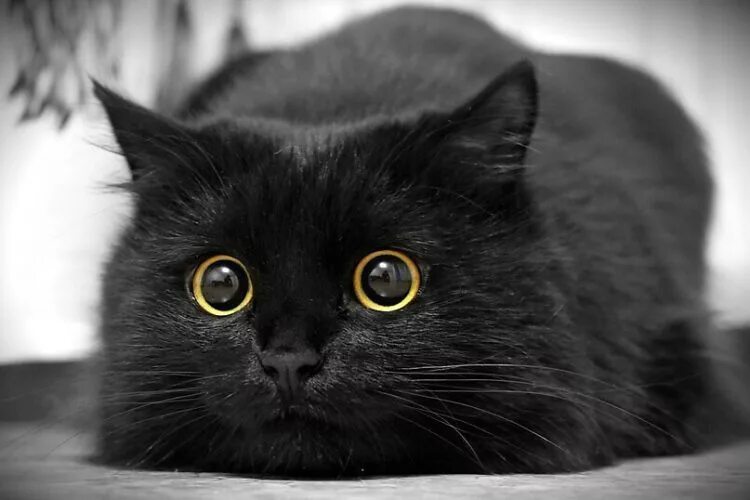 Картинки черных котов фото Не верьте плохим приметам. Черные кошки приносят счастье. - Животные - 404253 - 