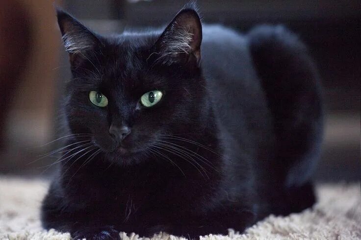 Картинки черных котов фото Black is black by *SarahharaS1 on deviantART Cats, Black cat, White cats
