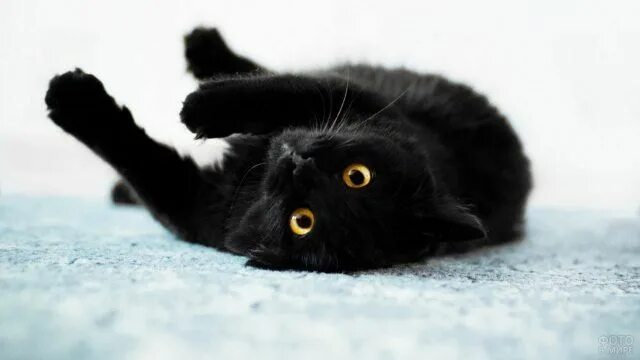 Картинки черных котов фото Чёрные кошки (38 фото) Черная кошка, Милые котики, Кошки