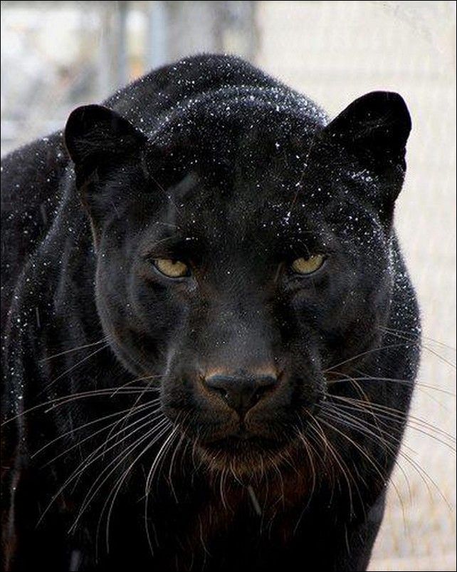 Картинки черных животных Чёрная пантера (17 фото) black panther