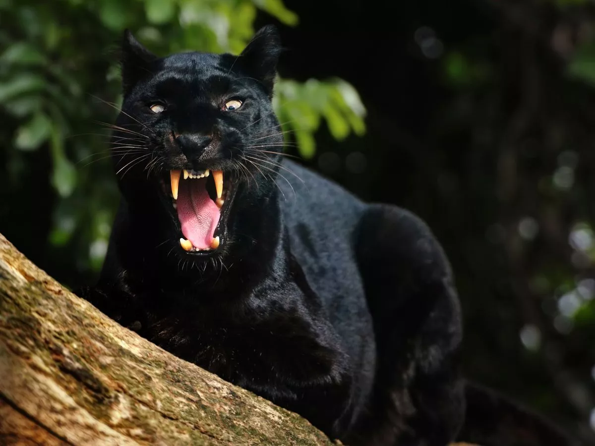 Картинки черных животных lb džem Kůra black puma in nature Cesta lesk aritmetický