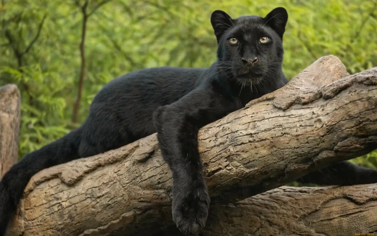 Картинки черных животных Brave Woman Plays 'Catch the Paw' With a Panther and It’s Impossible to Resist -