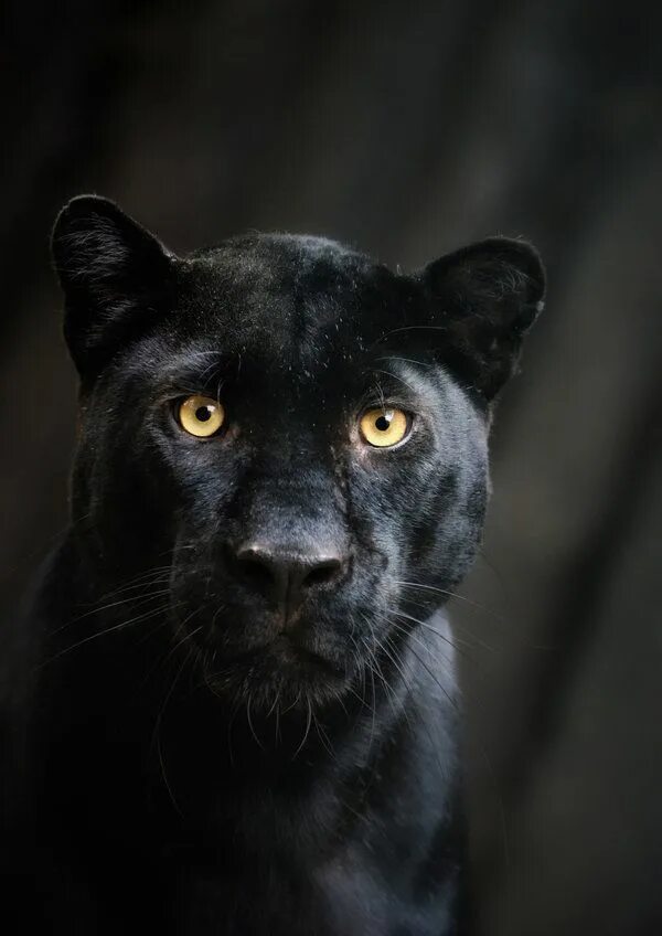 Картинки черных животных Superb Nature Animali, Peluche di animali, Pantera nera