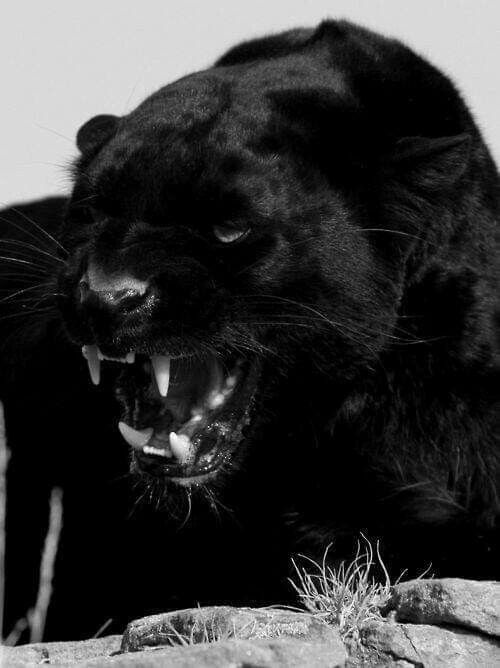 Картинки черных животных Pin by Linda Gaddy on Cats Jaguar animal, Animals, Black panther
