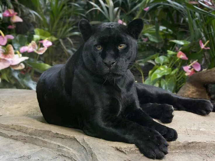 Картинки черных животных Black Panther Animal Wallpaper Awesome Black Panther Wild Cat The Jaguar The Han